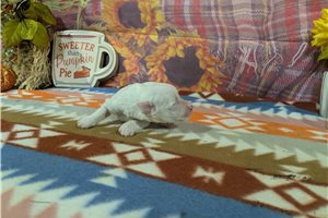 Cassius - puppy for sale