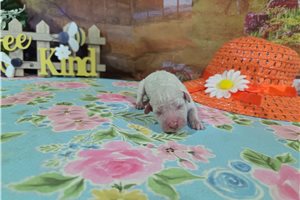 Leonardo - puppy for sale