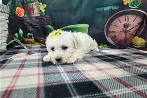 Raya - puppy for sale