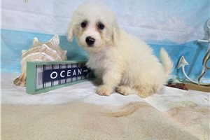 Logan - puppy for sale