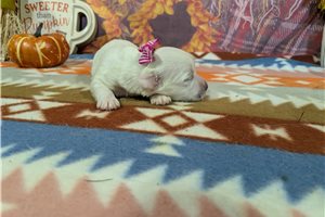 Debby - Bichon Frise for sale