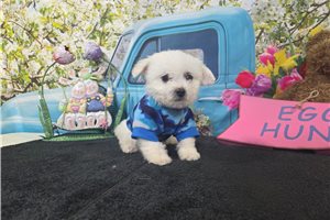 Hobbs - Bichon Frise for sale