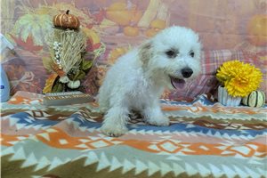 Leonardo - Bichon Frise for sale