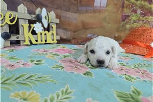 Ledger - Bichon Frise for sale