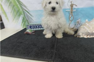 Sparrow - Bichon Frise for sale