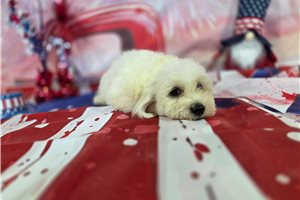 Luciano - Bichon Frise for sale