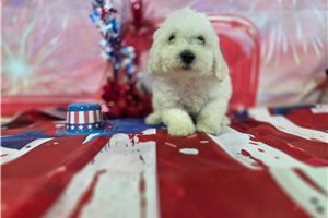 Ledger - Bichon Frise for sale