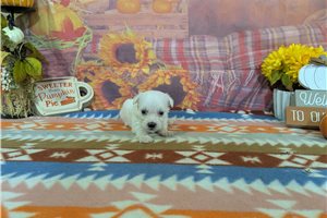 Deke - Bichon Frise for sale