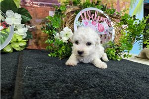 Lincoln - Bichon Frise for sale