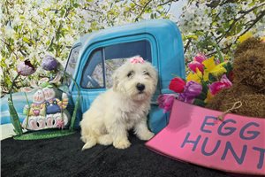 Raven - puppy for sale