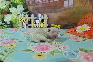 Leah - Bichon Frise for sale