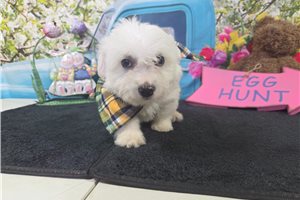 Hilton - Bichon Frise for sale