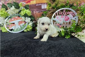 Logan - Bichon Frise for sale