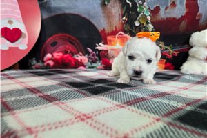 Hosanna - puppy for sale