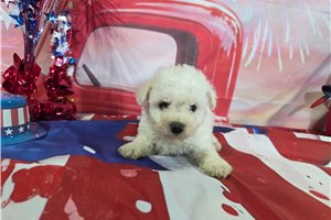 Leonardo - Bichon Frise for sale