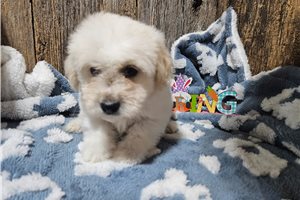 Darius - puppy for sale