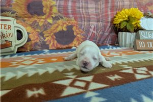 Cecil - puppy for sale