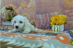 Caspien - Bichon Frise for sale