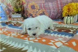 Cassius - Bichon Frise for sale