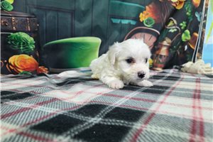 Hilton - Bichon Frise for sale