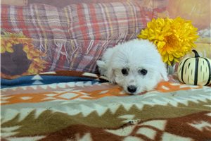 Samson - Bichon Frise for sale