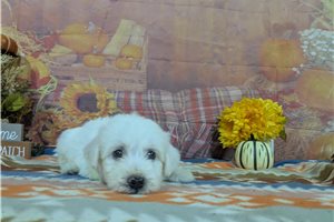 Casper - Bichon Frise for sale