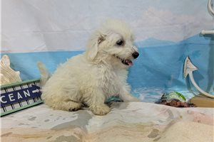 Luciano - puppy for sale