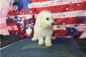 Logan - Bichon Frise for sale