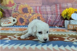 Cecil - Bichon Frise for sale