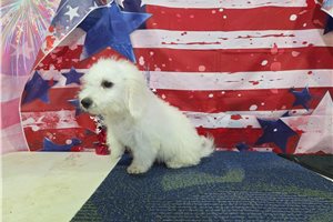 Lawson - Bichon Frise for sale