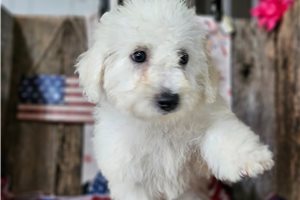 Dasha - puppy for sale