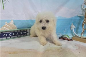 Lincoln - Bichon Frise for sale