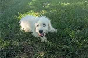 Hilton - Bichon Frise for sale