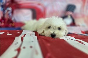Lewis - Bichon Frise for sale