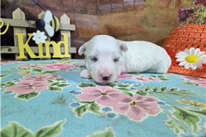 Logan - puppy for sale