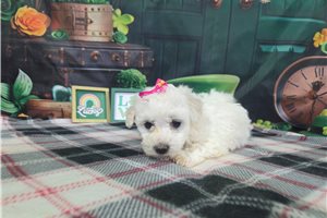 Rosa - Bichon Frise for sale