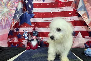 Hilton - Bichon Frise for sale