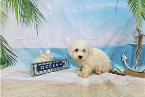 Luke - puppy for sale
