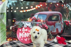 Kayla - Bichon Frise for sale