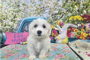Hilton - puppy for sale