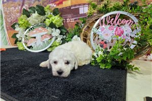 Ledger - Bichon Frise for sale