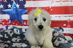 Lori - puppy for sale