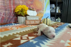 Deke - puppy for sale