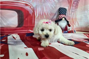 Leilani - Bichon Frise for sale