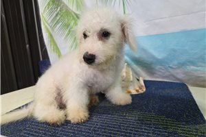 Lincoln - Bichon Frise for sale