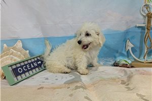 Ledger - Bichon Frise for sale