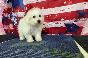 Lewis - Bichon Frise for sale