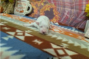 Cedric - Bichon Frise for sale