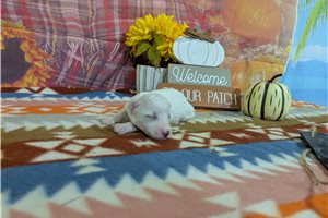 Denzel - Bichon Frise for sale