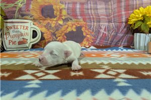 Deputy - puppy for sale